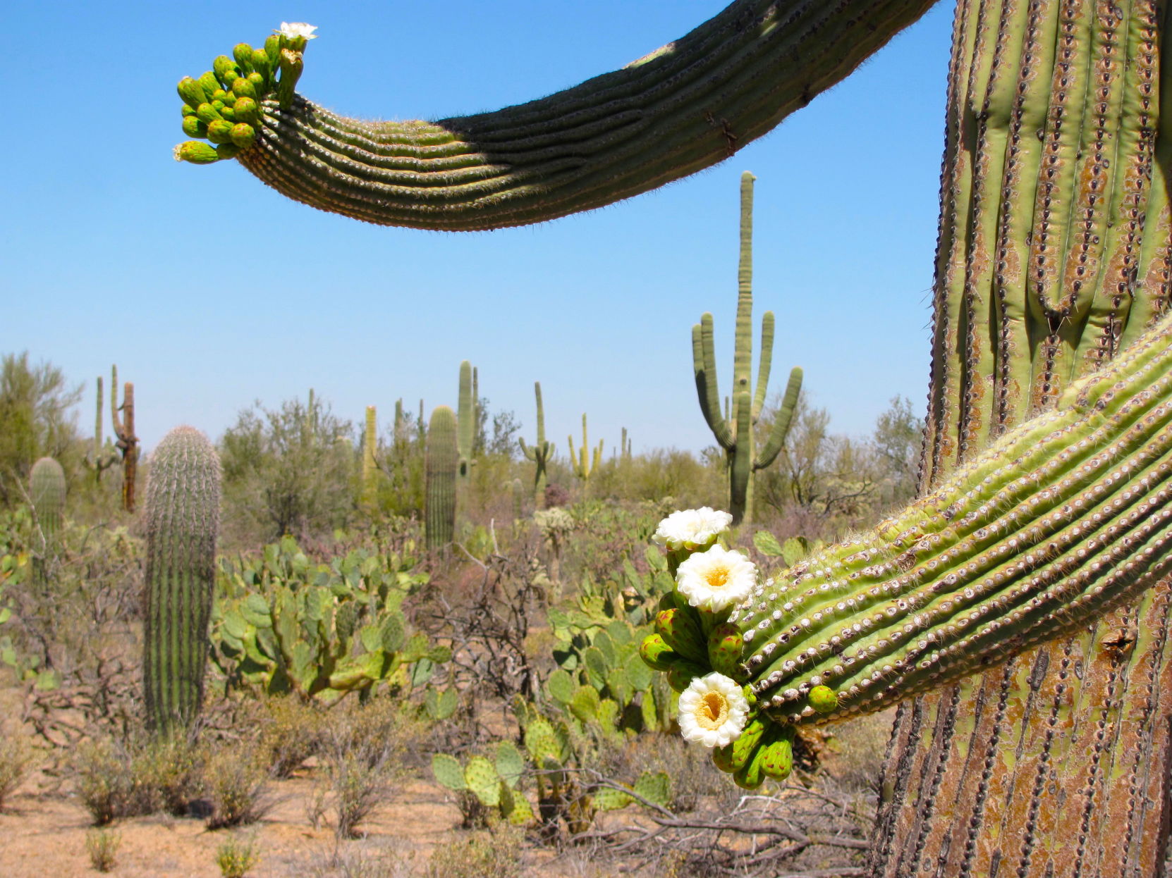 Saguaro Cactus Blossom